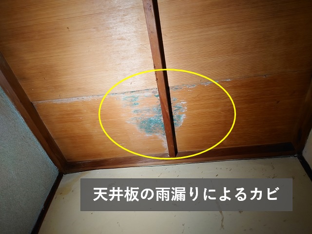 天井板にのこる雨漏りのカビ