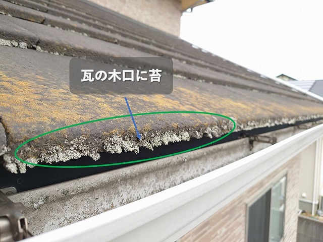スレート屋根材に付着した苔